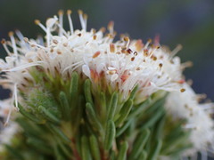 Agathosma gonaquensis