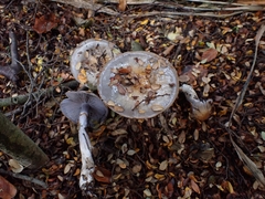 Cortinarius taylorianus