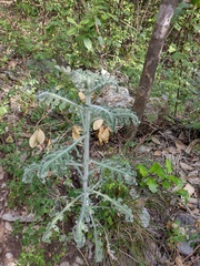 Engelmannia peristenia