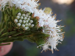 Agathosma gonaquensis