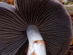 Cortinarius taylorianus