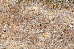 Euphydryas editha bayensis