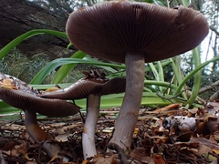 Cortinarius taylorianus