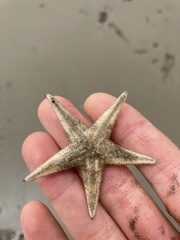 Astropecten verrilli