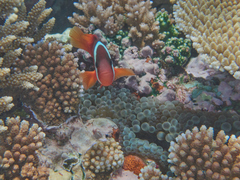 Amphiprion barberi