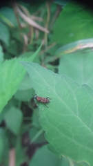 Rhodobaenus tredecimpunctatus