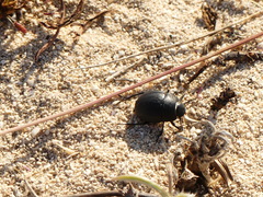 Erodius siculus neapolitanus