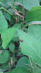 Rhodobaenus tredecimpunctatus