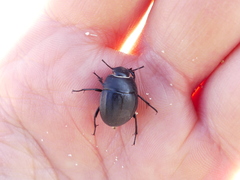 Erodius siculus neapolitanus