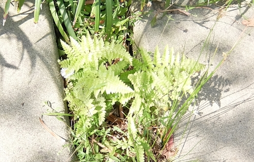 photo of Ferns (Polypodiopsida)