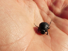 Erodius siculus neapolitanus