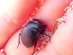 Erodius siculus neapolitanus