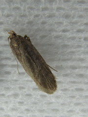 Filatima abactella
