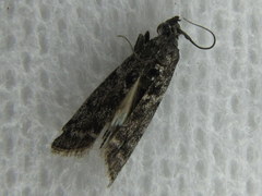 Pyla fusca
