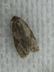 Apotomis infida