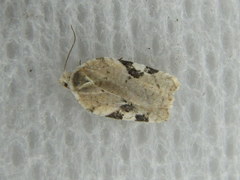 Acleris cervinana