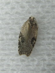 Acleris cornana