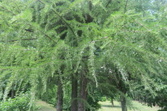 Larix sibirica