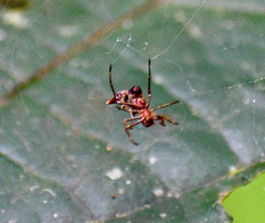 Micrathena acuta