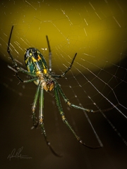 Leucauge venusta