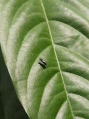Diptera