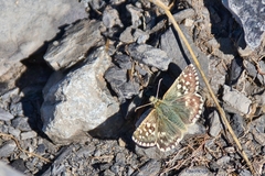 Pyrgus malvoides