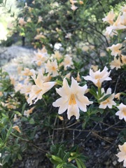 Diplacus grandiflorus