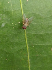 Diptera