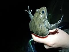 Lithobates montezumae