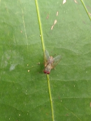 Diptera
