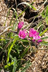Sidalcea diploscypha