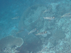 Monotaxis heterodon