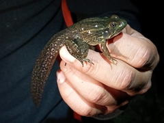 Lithobates montezumae