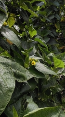 Smallanthus pyramidalis