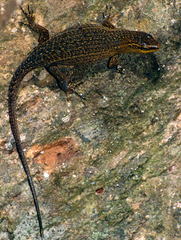 Eutropis rugifera