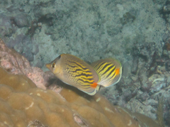 Chaetodon pelewensis