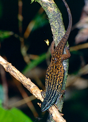 Eutropis rugifera
