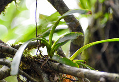 Vandoideae