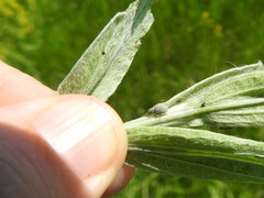 Foucartia squamulata