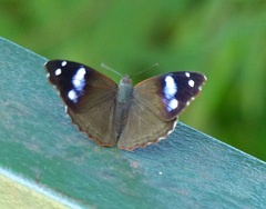Cybdelis phaesyla