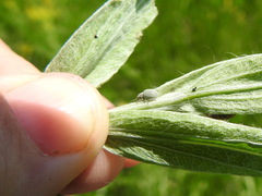 Foucartia squamulata