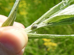 Foucartia squamulata