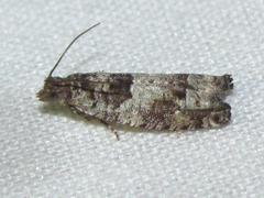 Pseudexentera knudsoni