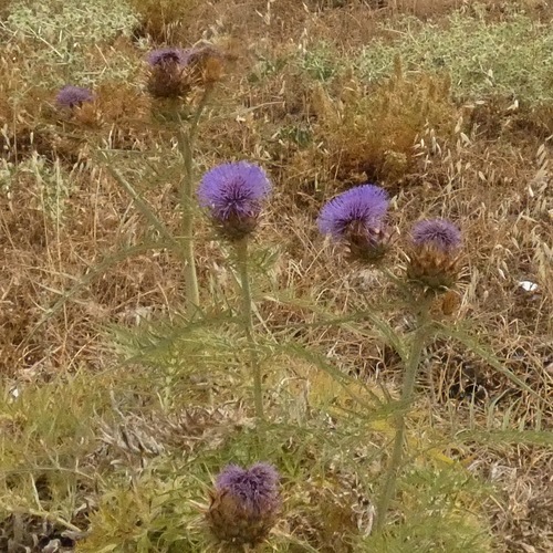 Avistamiento Alcaucil (alcachofa silvestre)