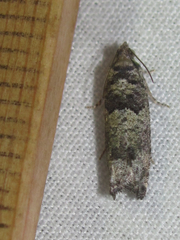 Pseudexentera knudsoni