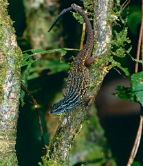 Eutropis rugifera