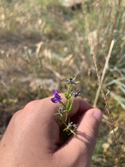 Triodanis leptocarpa