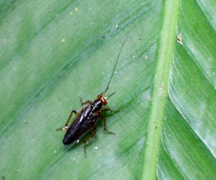 Euphyllodromia angustata