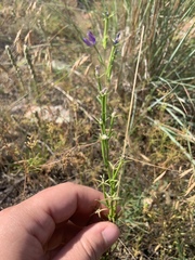 Triodanis leptocarpa