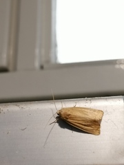 Arenostola phragmitidis